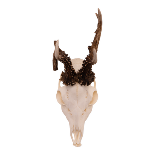 Real Roe Deer Skull