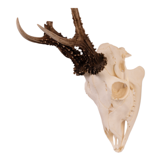 Real Roe Deer Skull