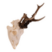 Real Roe Deer Skull