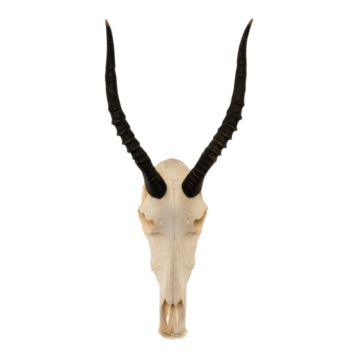 Real Blesbok Skull