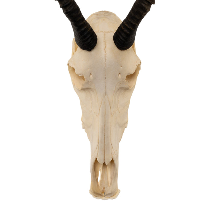 Real Blesbok Skull