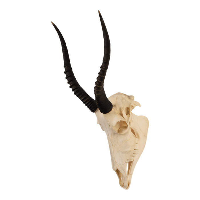 Real Blesbok Skull