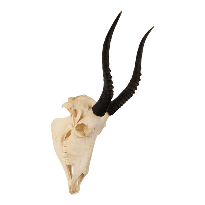 Real Blesbok Skull