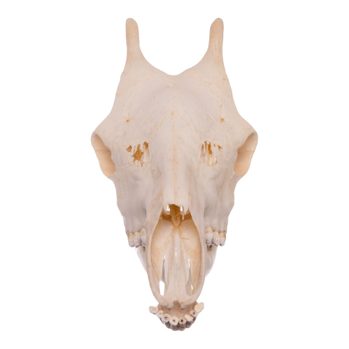 Real Southern Giraffe Skull