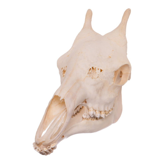 Real Southern Giraffe Skull