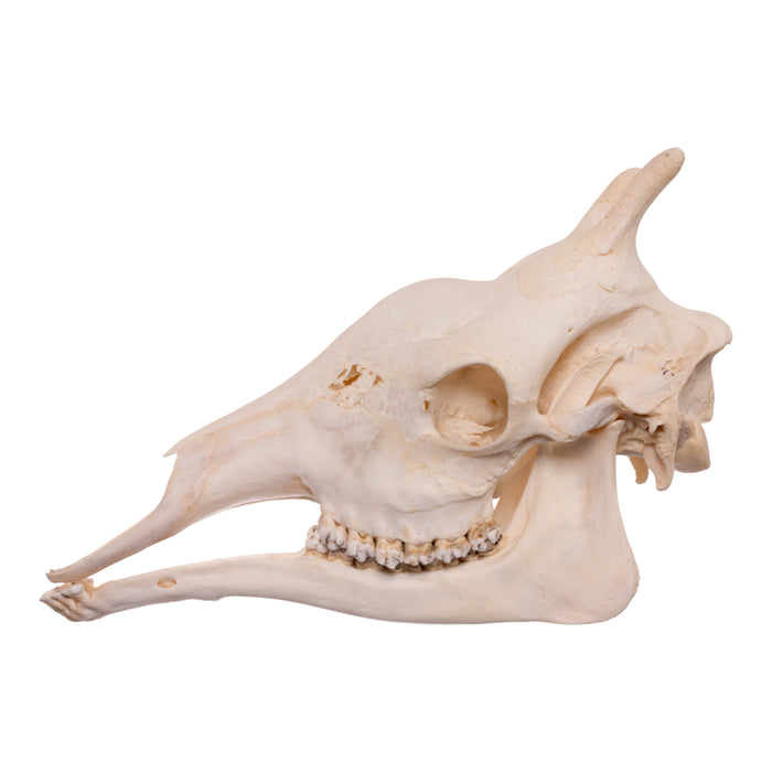 Real Southern Giraffe Skull