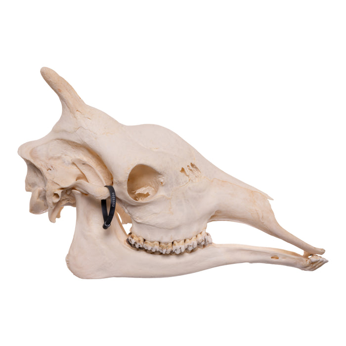 Real Southern Giraffe Skull