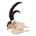 Real Four-horned Jacob Sheep Skull with Mandible