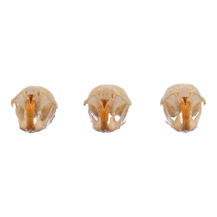 Real Meadow Vole Skull - Single (Multiple Types)