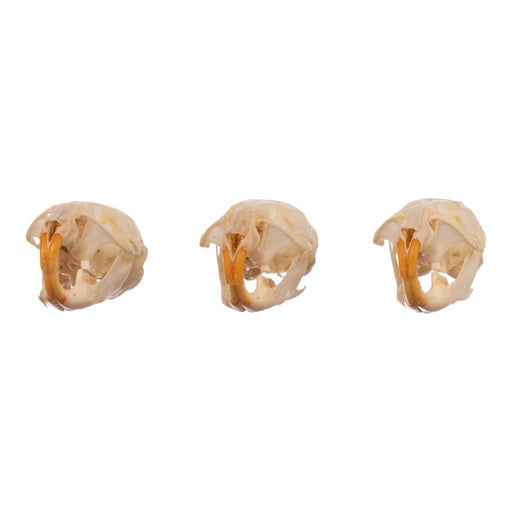 Real Meadow Vole Skull - Single (Multiple Types)