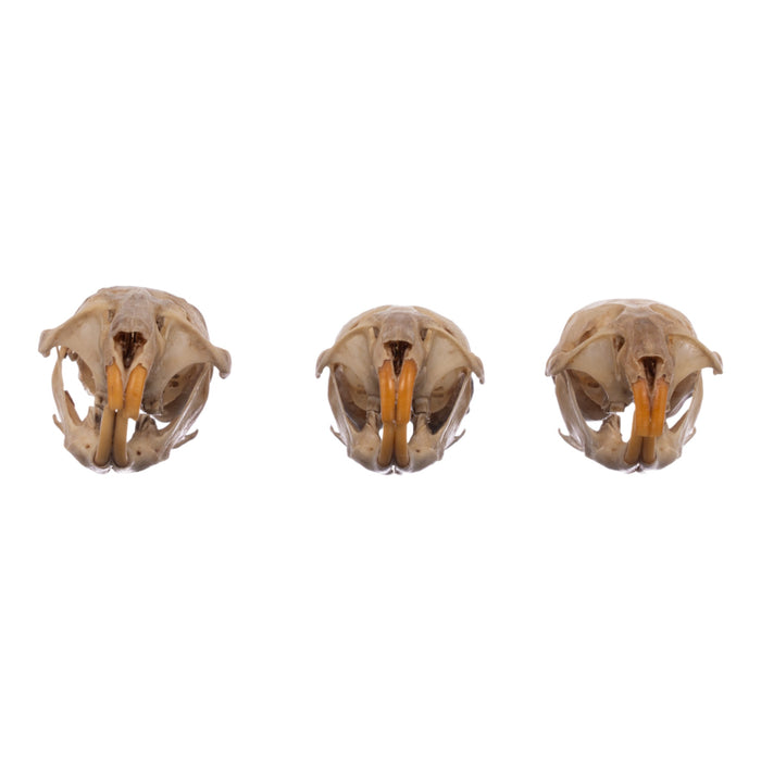 Real Meadow Vole Skull - Single (Multiple Types)