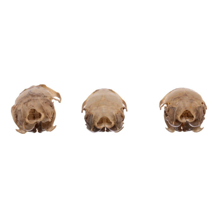 Real Meadow Vole Skull - Single (Multiple Types)