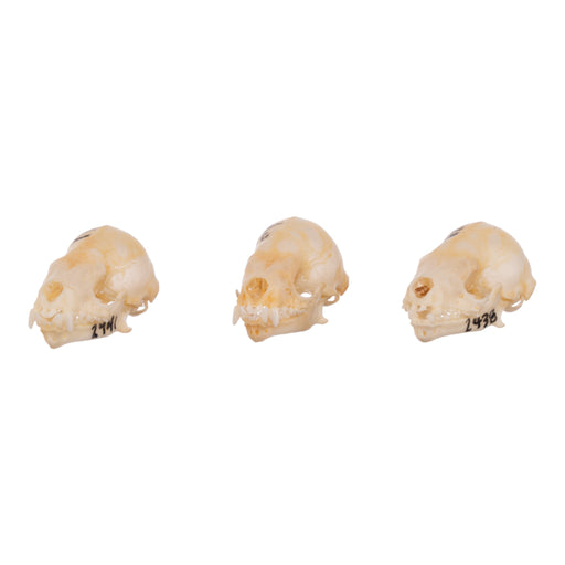 Real Seba's Short-tailed Bat Skull - Single (Multiple Types)