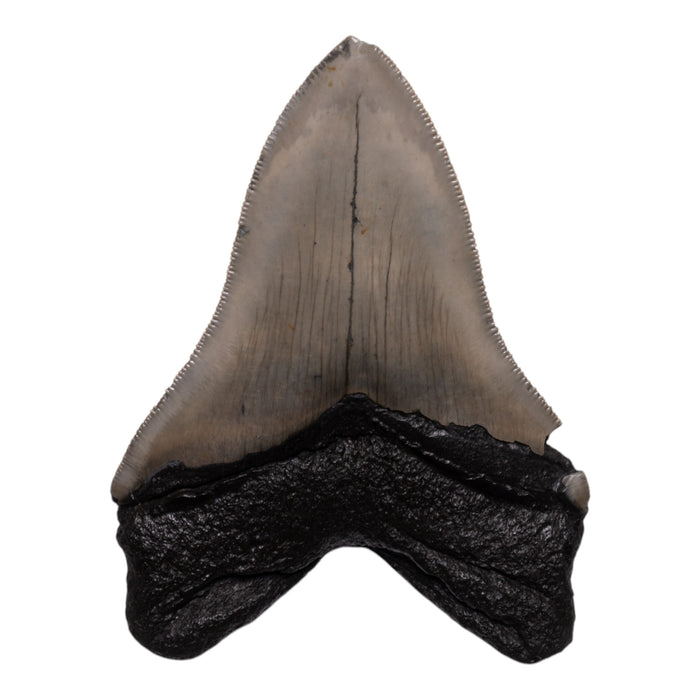 Real Megalodon Tooth