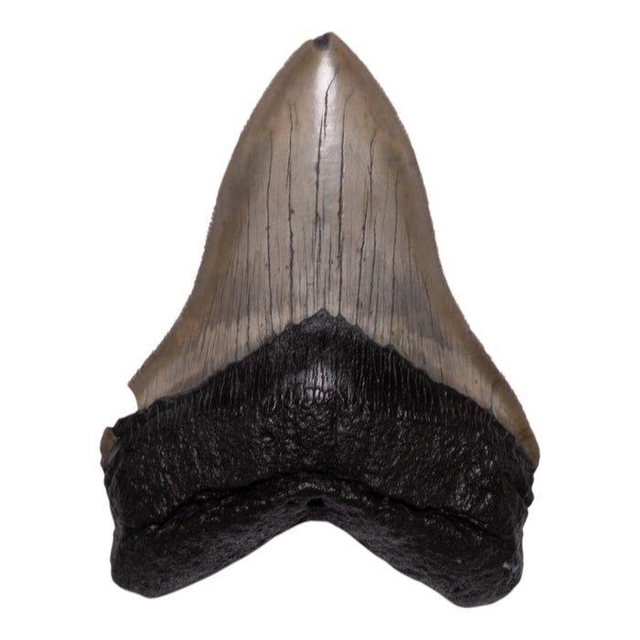 Real Megalodon Tooth