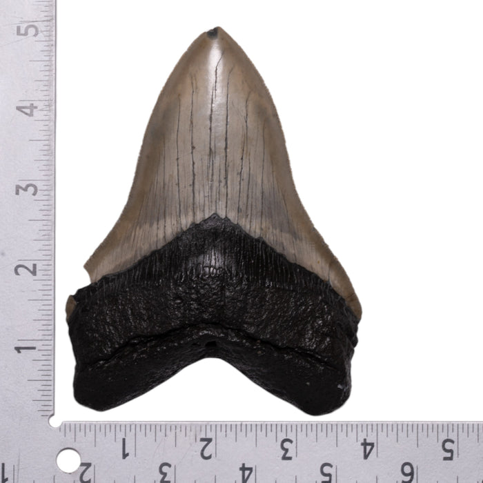 Real Megalodon Tooth