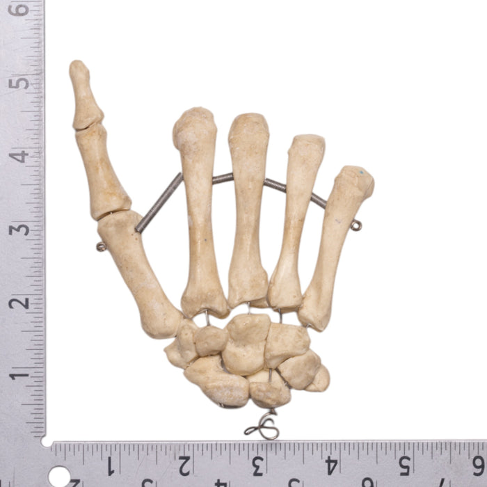 Replica Human Hand - Articulated, Partial