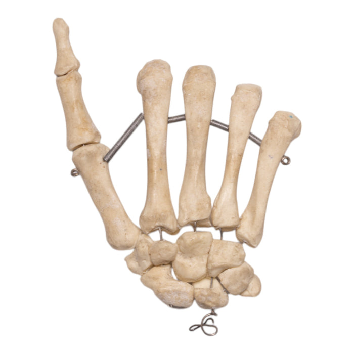 Replica Human Hand - Articulated, Partial