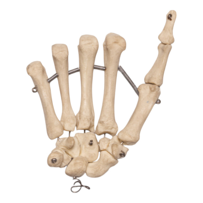 Replica Human Hand - Articulated, Partial