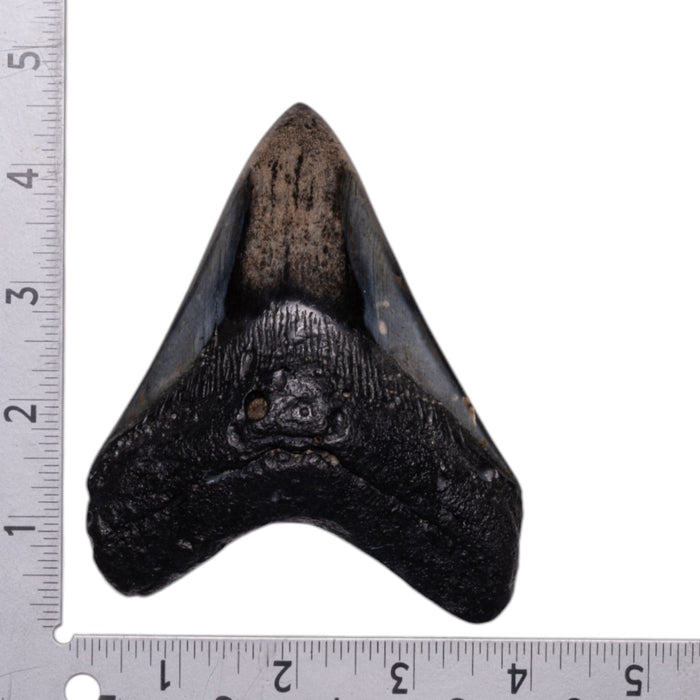 Real Megalodon Tooth