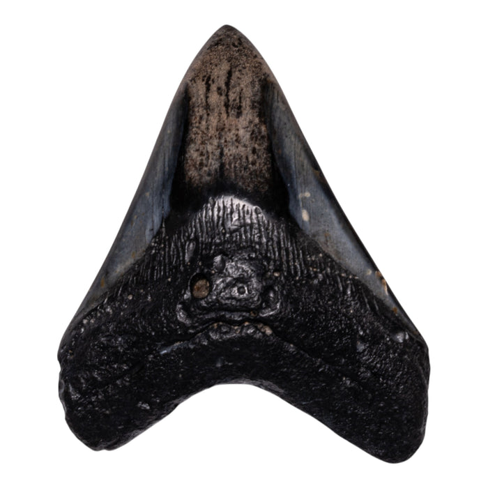 Real Megalodon Tooth