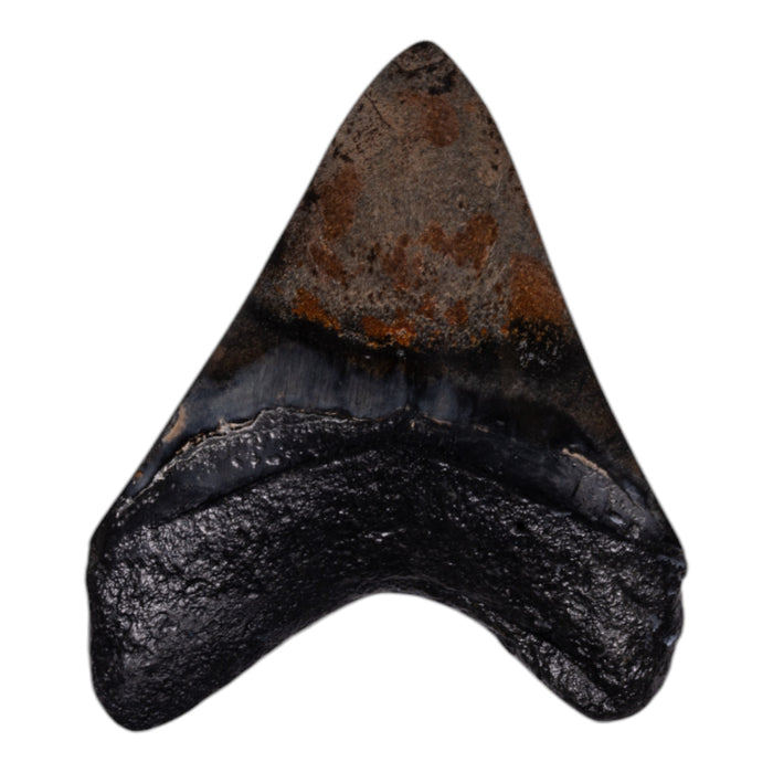 Real Megalodon Tooth