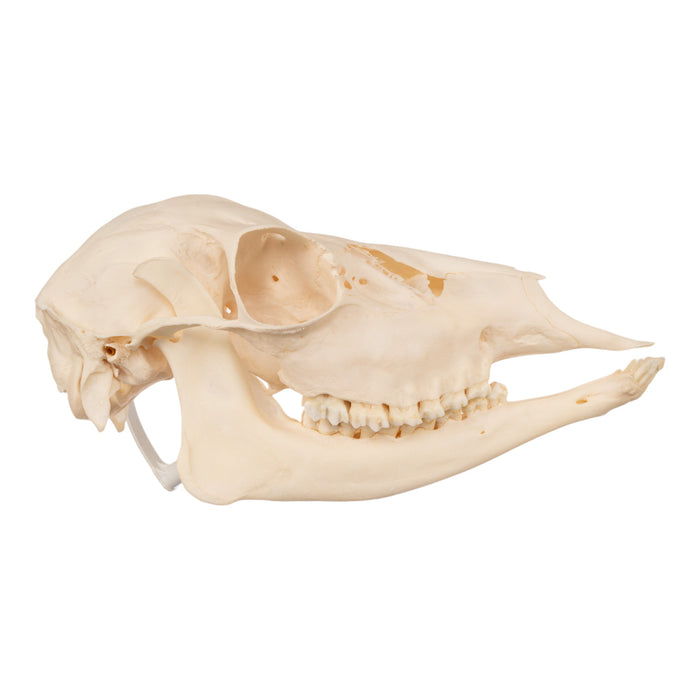 Real Fallow Deer Skull - Female