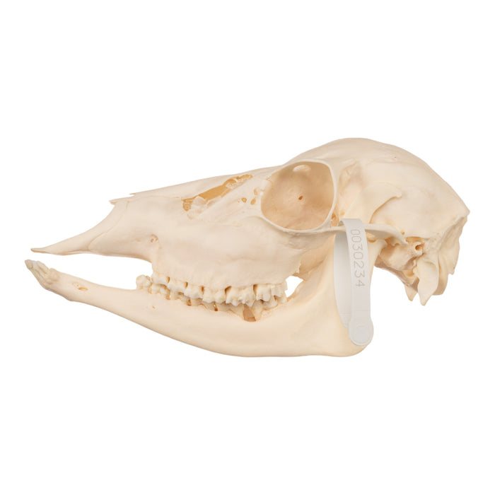 Real Fallow Deer Skull - Female