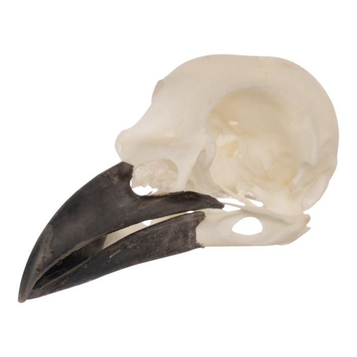 Real Eurasian Magpie Skull