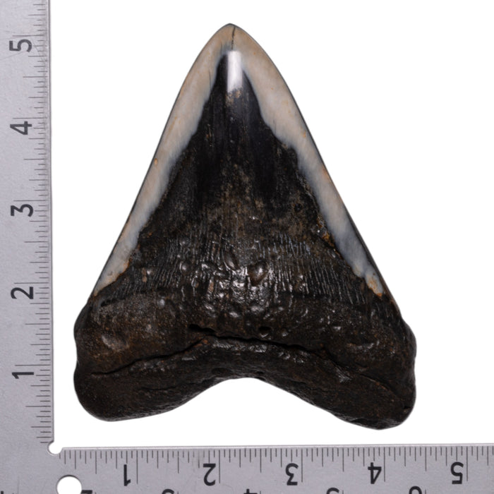 Real Megalodon Tooth