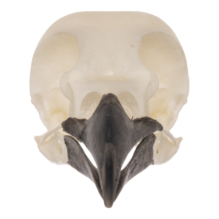 Real Eurasian Magpie Skull