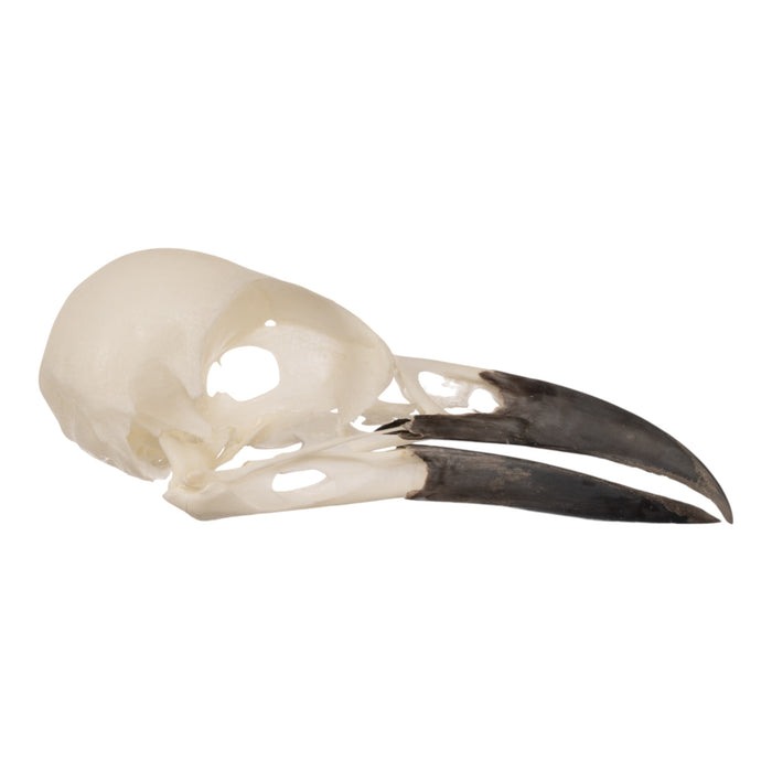 Real Eurasian Magpie Skull