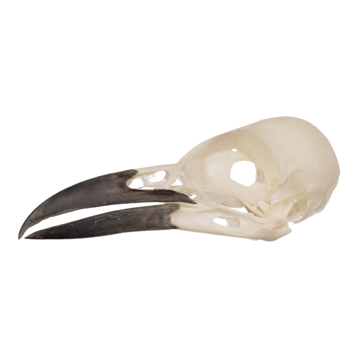 Real Eurasian Magpie Skull