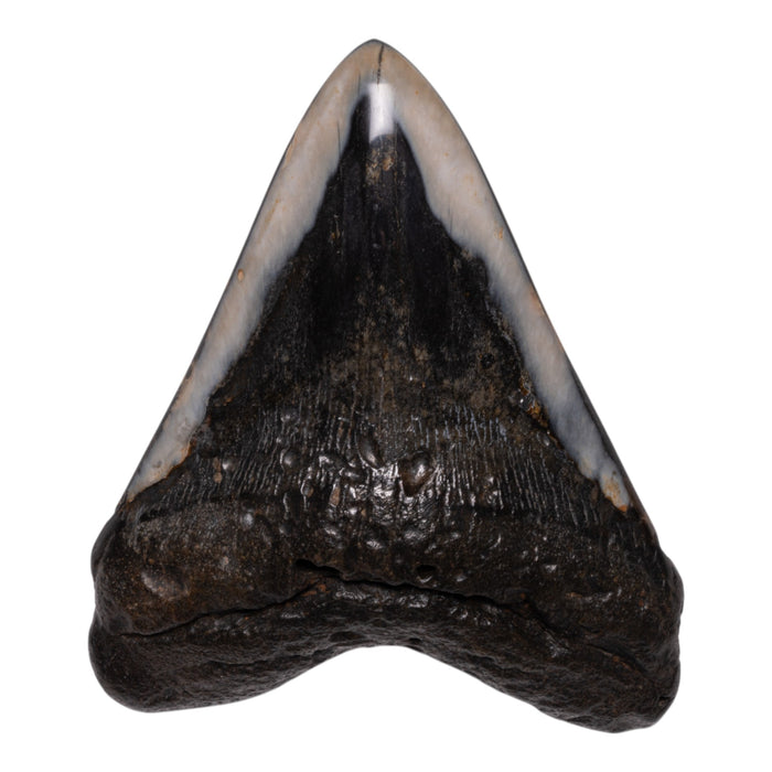 Real Megalodon Tooth