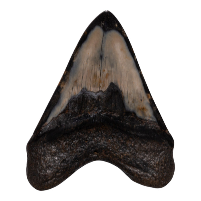 Real Megalodon Tooth