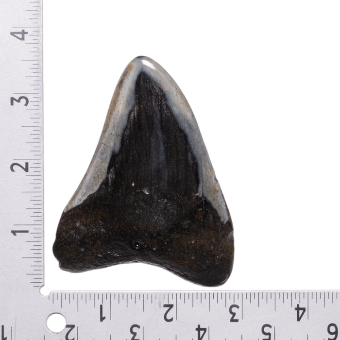 Real Megalodon Tooth