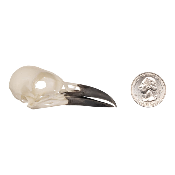 Real Eurasian Magpie Skull