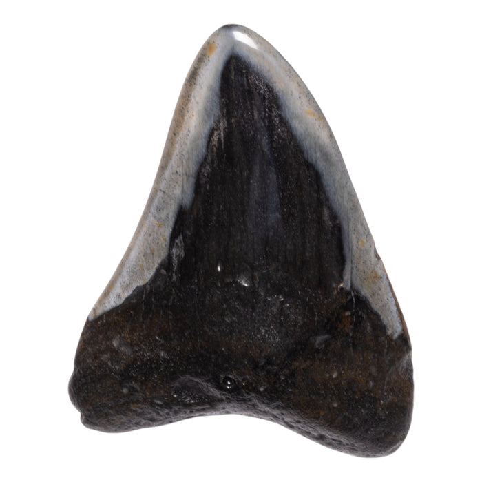 Real Megalodon Tooth