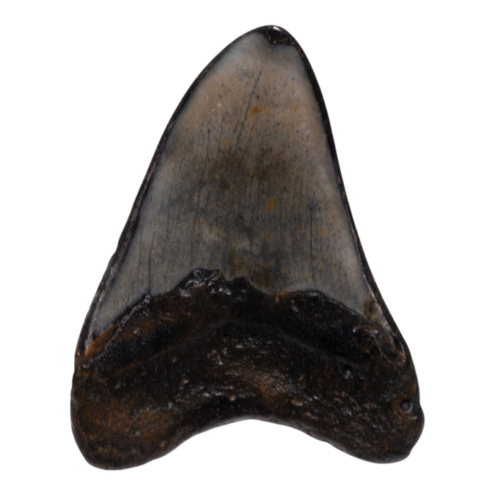 Real Megalodon Tooth