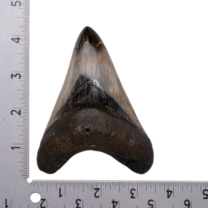 Real Megalodon Tooth