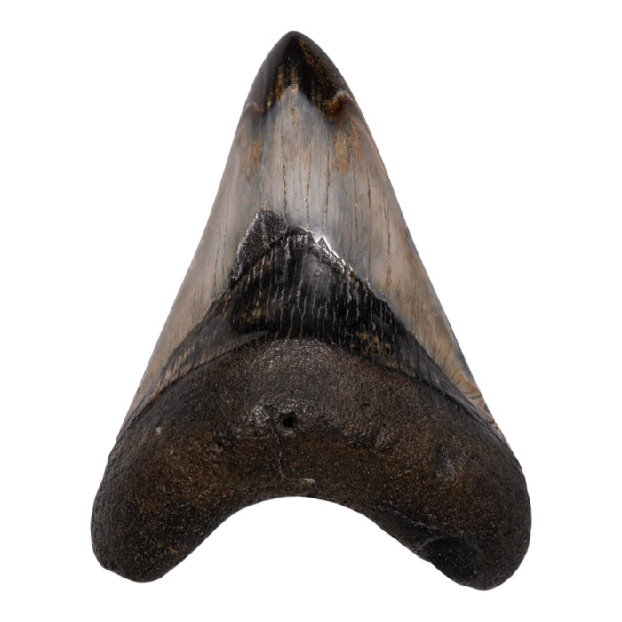 Real Megalodon Tooth