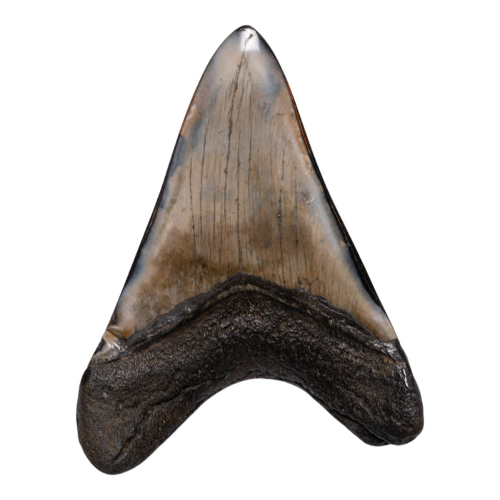 Real Megalodon Tooth