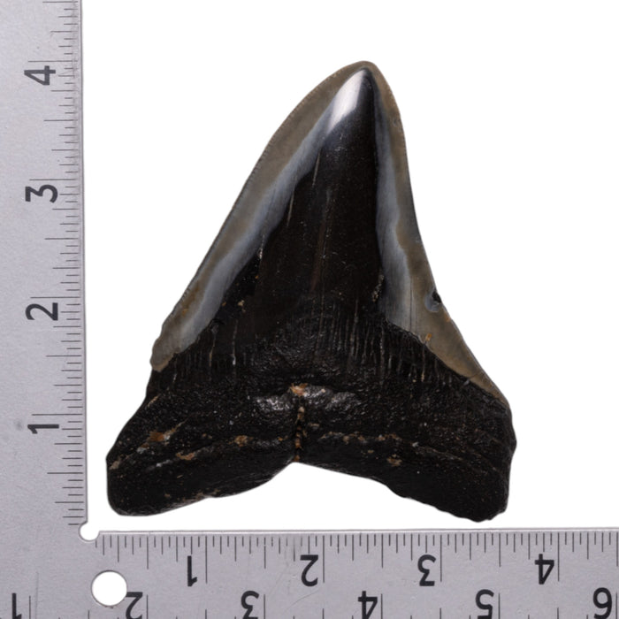 Real Megalodon Tooth