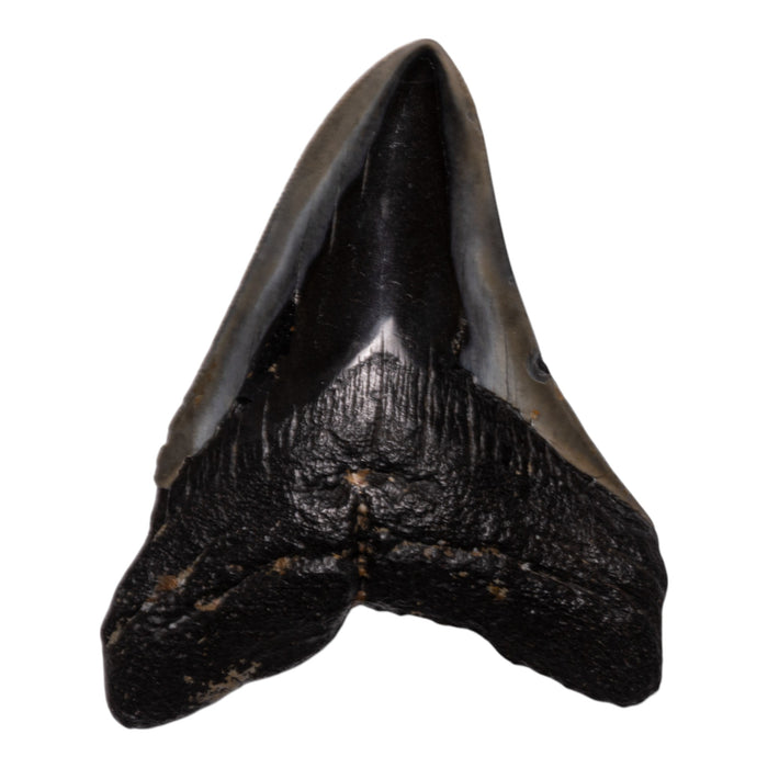 Real Megalodon Tooth