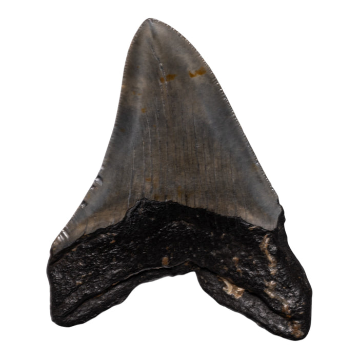 Real Megalodon Tooth