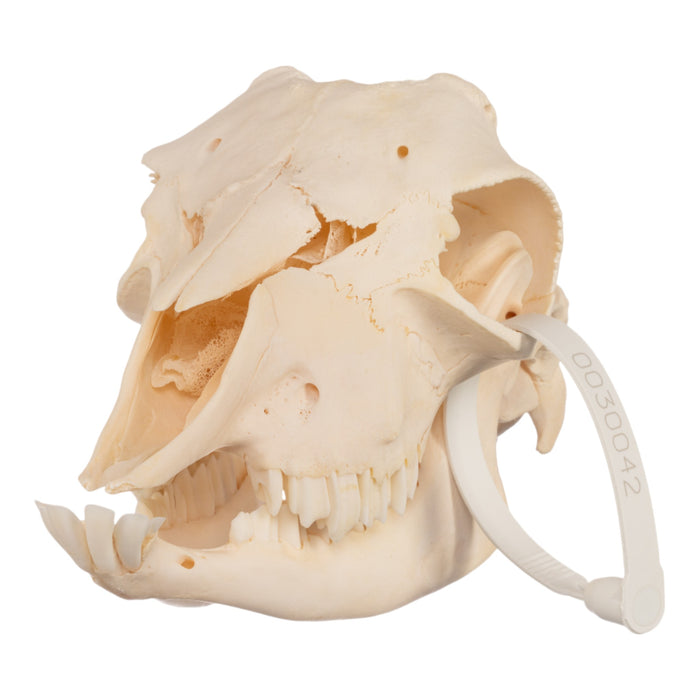 Real Domestic Goat Skull - Polled