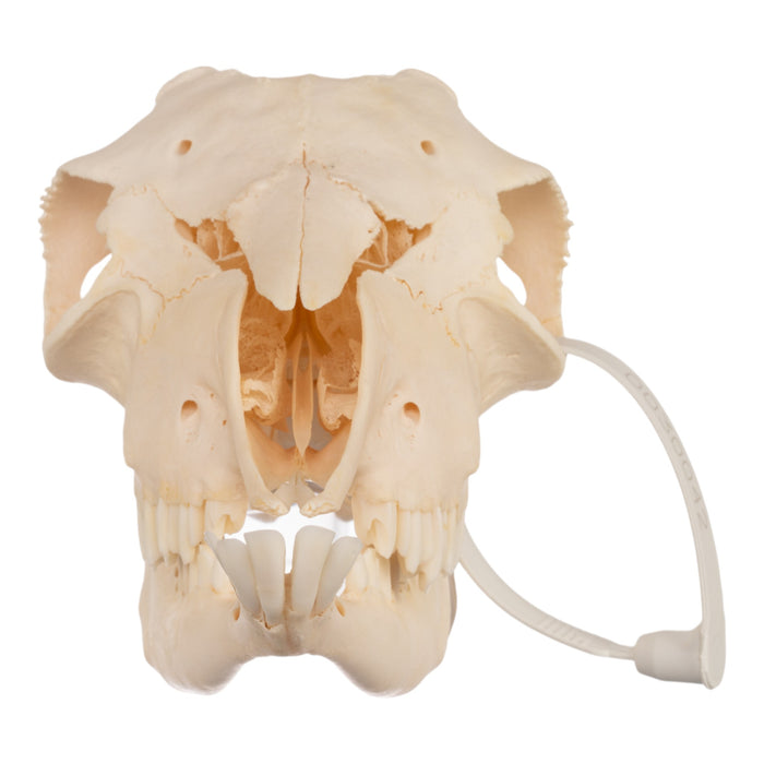 Real Domestic Goat Skull - Polled