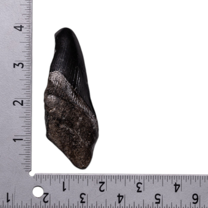 Real Megalodon Tooth - Half