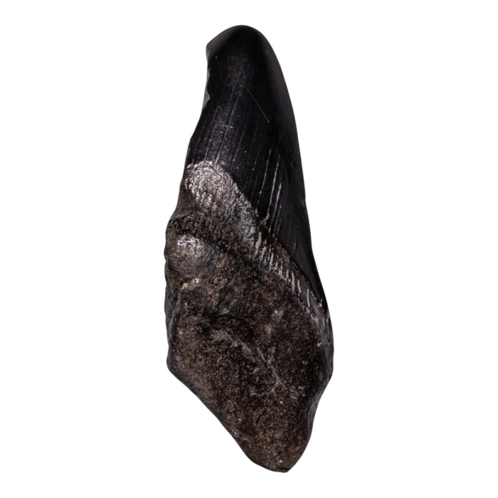 Real Megalodon Tooth - Half