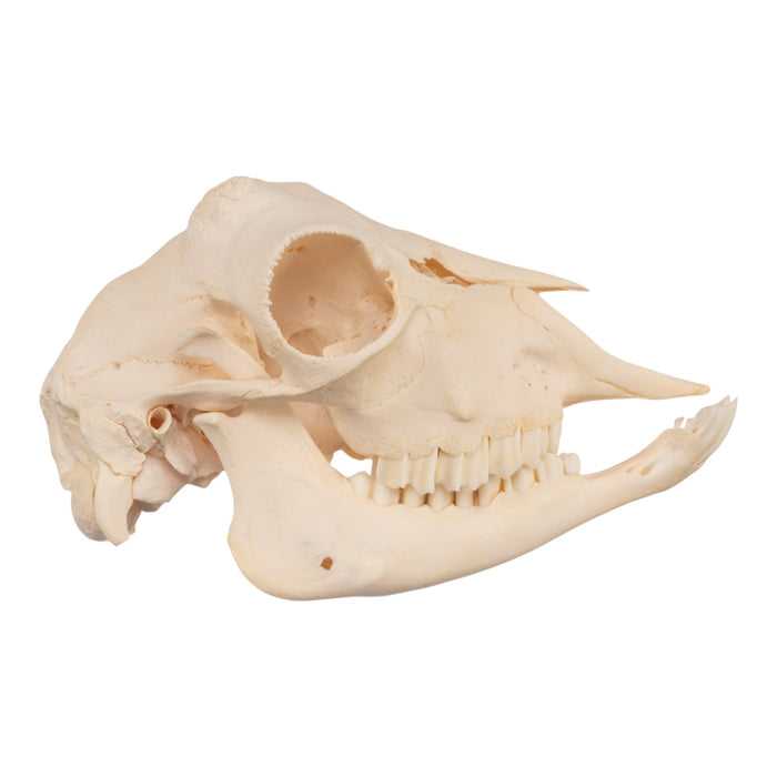 Real Domestic Goat Skull - Polled